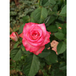红瑞花业玫瑰苗订购(图)-红玫瑰订购-怒江红玫瑰
