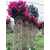 新款紫薇造型花瓶花瓶骨架骨架尺寸编织技术园林植物造型编织缩略图2