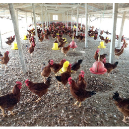 红玉公鸡价格-红玉公鸡-金兴养殖场品质保障(查看)