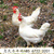 南京罗曼灰青年鸡养殖场 罗曼灰养殖场 青年鸡养殖场缩略图1