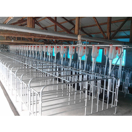 现代化猪场料线安装 自动化供料设备 自动化上料系统生产厂家