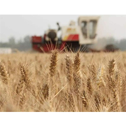 枣阳市汉光农业(图)-收购小麦哪家好-塔城收购小麦
