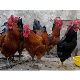 红玉公鸡养殖技术-红玉公鸡-金兴养殖场服务到位