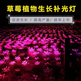 草莓 led补光灯  led -增收20%以上！-临沂草莓