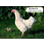 黄山罗曼粉蛋鸡开产前转舍 罗曼粉蛋鸡育成鸡转群缩略图1