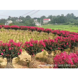 桂花盆景 紫薇花瓶编制教程 紫薇精品苗 绿化工程造型树