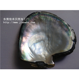 河南省贝壳-贝壳-佳禾贝壳表面