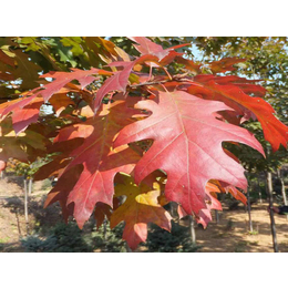 供应一年生欧洲红栎小苗 江西欧洲红栎树苗基地