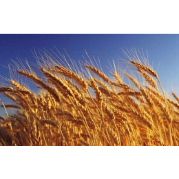 大量收购小麦-鄂尔多斯收购小麦-枣阳市汉光现代农业