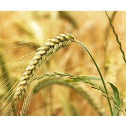 汉光农业有限公司(图)-求购小麦种-永州市求购小麦