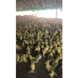 鹅苗孵化-鹅雏孵化厂-大种鹅苗孵化厂