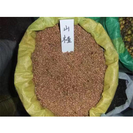 柳州山楂种子-无锡芳东绿化种苗-山楂种子哪家便宜