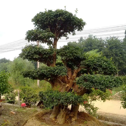 对节白蜡盆景树桩公司-红宇园林(在线咨询)-对节白蜡盆景树桩