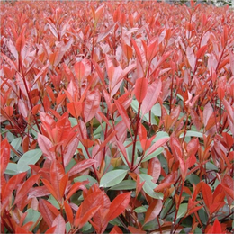出售2公分红叶石楠-大地苗圃基地(在线咨询)-红叶石楠