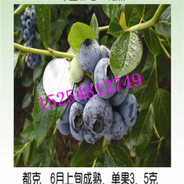 双湖园艺-天津美登蓝莓苗-美登蓝莓苗价格