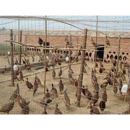 山鸡养殖基地-原平山鸡-泉儿沟养殖场