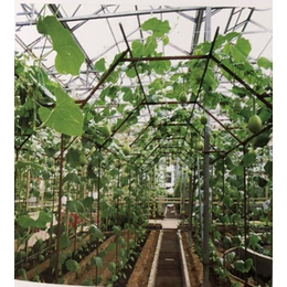 泰宇农业机械(图)-蔬菜无土栽培种植架采购-东营种植架