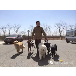 训犬师培训机构-东方名仕犬类训练-天津训犬师培训缩略图