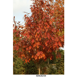 欧洲红栎形态特征-舜枫农林(在线咨询)-河北欧洲红栎