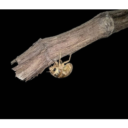 淼源专注金蝉养殖技术(图)-人工养殖金蝉技术-人工养殖金蝉