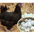 莱芜绿壳蛋鸡苗出售推荐「多图」缩略图1