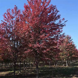 美国红枫12公分-美国红枫-邳州金山苗木