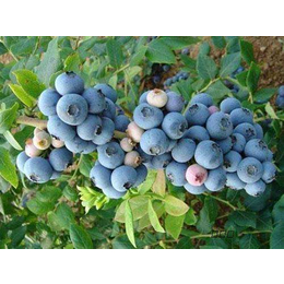 奥尼尔蓝莓苗-柏源农业-奥尼尔蓝莓苗批发