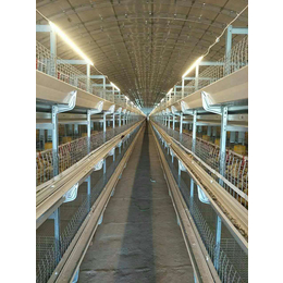 肉鸭笼养-肉鸭笼-运盈机械鸡笼生产厂家