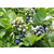 运城绿宝石蓝莓苗-柏源农业科技公司-绿宝石蓝莓苗基地缩略图1