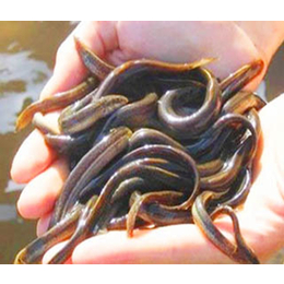 台湾泥鳅苗价格- 乾发泥鳅*回收-本地台湾泥鳅苗价格