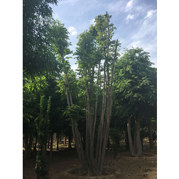 苏家苗圃(在线咨询)-湖南25cm朴树-销售25cm朴树报价
