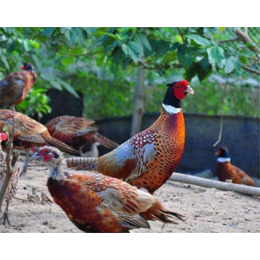 山鸡养殖联系方式-神池山鸡养殖-泉儿沟养殖场