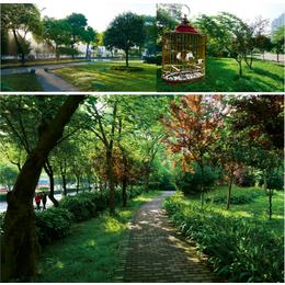 找市政规划选城隆设计(图)-城市道路绿化带-荆州道路绿化