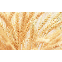 求购小麦种-阿拉尔市求购小麦-枣阳市汉光现代农业(查看)