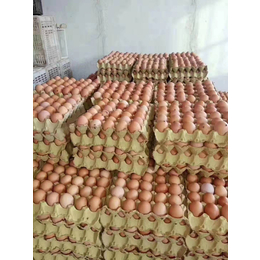 蛋鸡养殖管理中如何挖掘产蛋性能挖掘产蛋率让效益放大