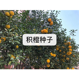 无锡芳东(图)-*种子*-广西*种子