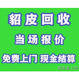 南京市回收貂皮 南京貂皮回收 各种款式不限