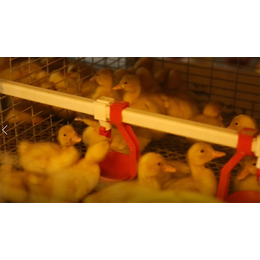 冀州肉鸭立体养殖-方圆笼具-肉鸭立体养殖厂家电话