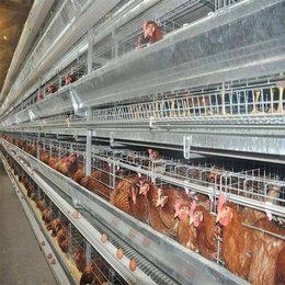 河南荥阳宏伟****自动化养殖设备养鸡设备欢迎选购