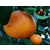50亩象山红美人柑橘苗基地缩略图1