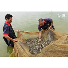 泥鳅技术-丰鸿生态农业(在线咨询)-泥鳅