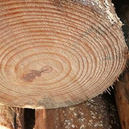 青海松木木方-佳润木业-松木木方规格