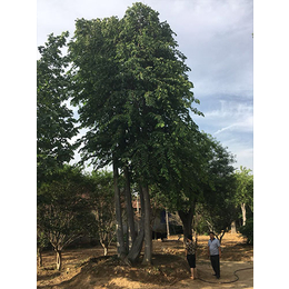 销售丛生朴树价格-广西丛生朴树价格-泰山景区苏家苗圃(图)