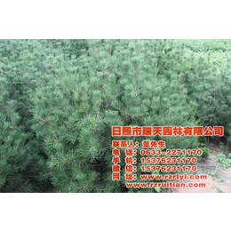 白皮松树培育-瑞天园林(在线咨询)-苏州白皮松树
