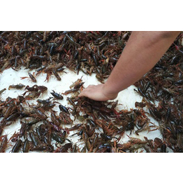 小龙虾养殖培训-万州区小龙虾养殖-重庆张勇水产养殖场