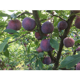 新品种水果苗木-金华果友果苗成活率高-新品种水果苗木采购