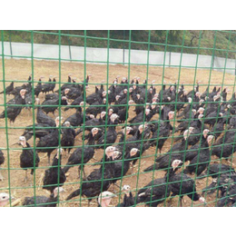 山东养鸡网围栏-绿色铁丝网-散养鸡网围栏多高为宜