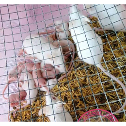 小白鼠养殖加盟-扬州小白鼠养殖-武汉农科大高科技(查看)