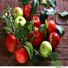 苹果果胶 增稠剂 食品级 悬乳剂