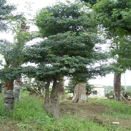 宜春对接白蜡造型树-湖北红宇园林绿化-对接白蜡造型树出售